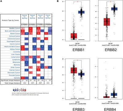 ERBB1/2/3 Expression, Prognosis, and Immune Infiltration in Cutaneous Melanoma